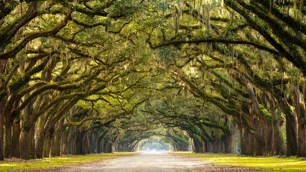 Ancient live oak trees in Georgia