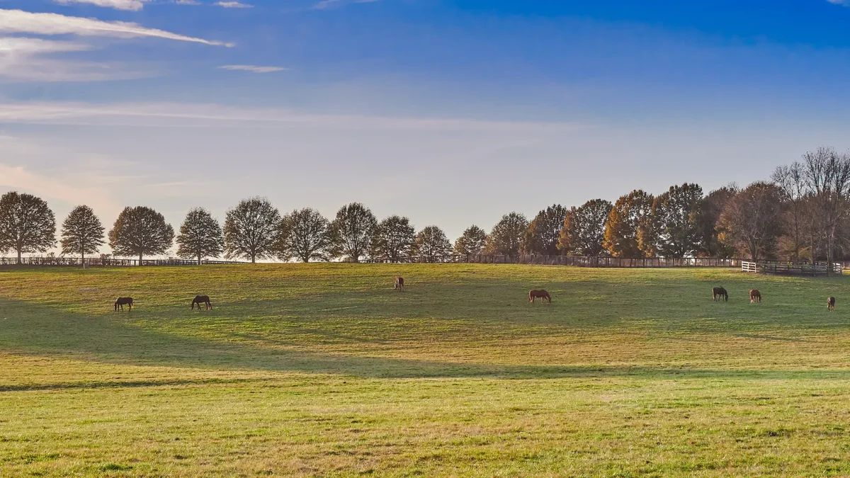 Horses grazing on a hill in Central Kentucky
