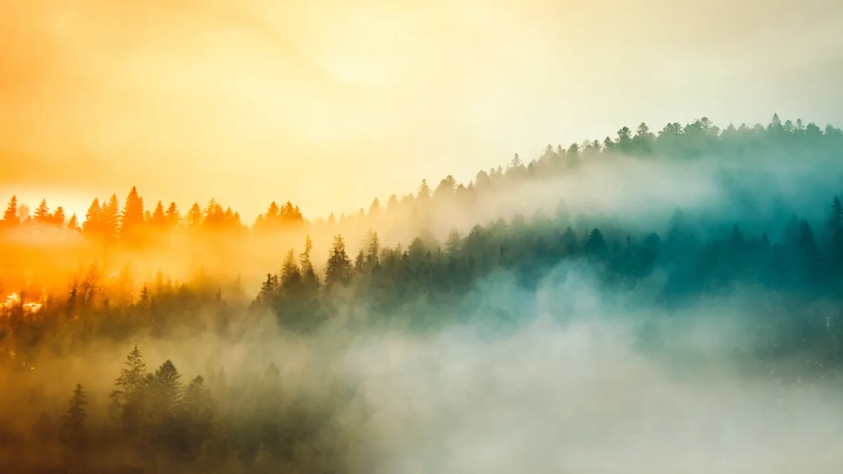 Colored sunrise in forested mountain slope with fog