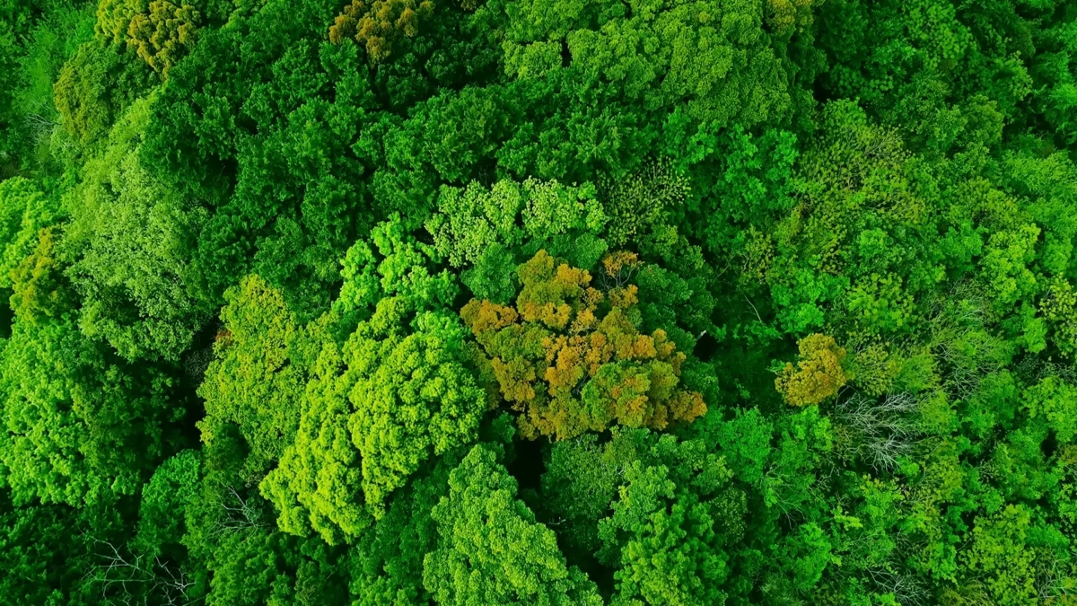 Green natural forest aerial view