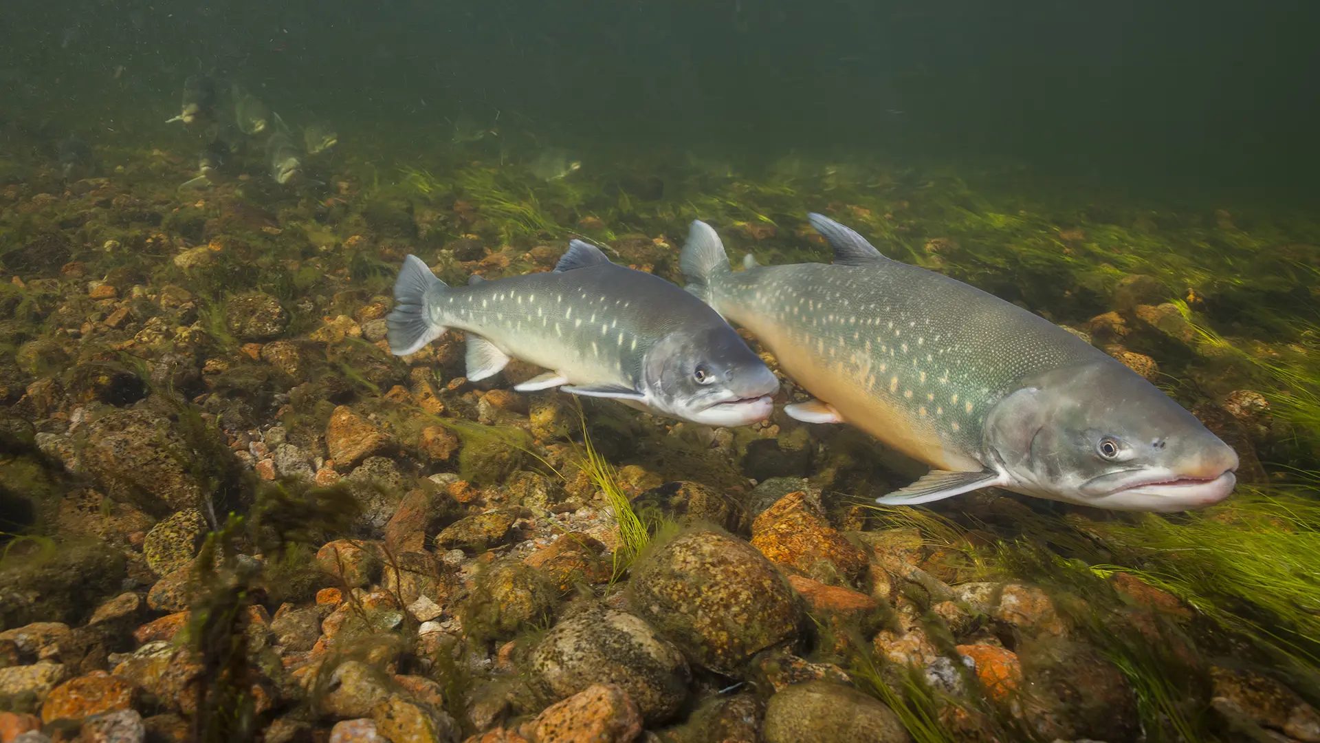 Protecting Arctic Fish Populations While Ensuring EEM Compliance