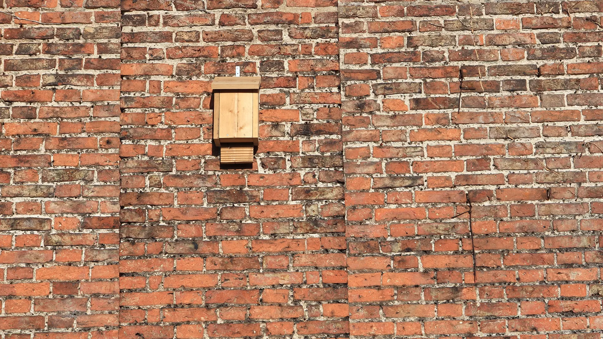 Bat Surveys Ensure Safe Reroofing and Post-Work Recolonisation