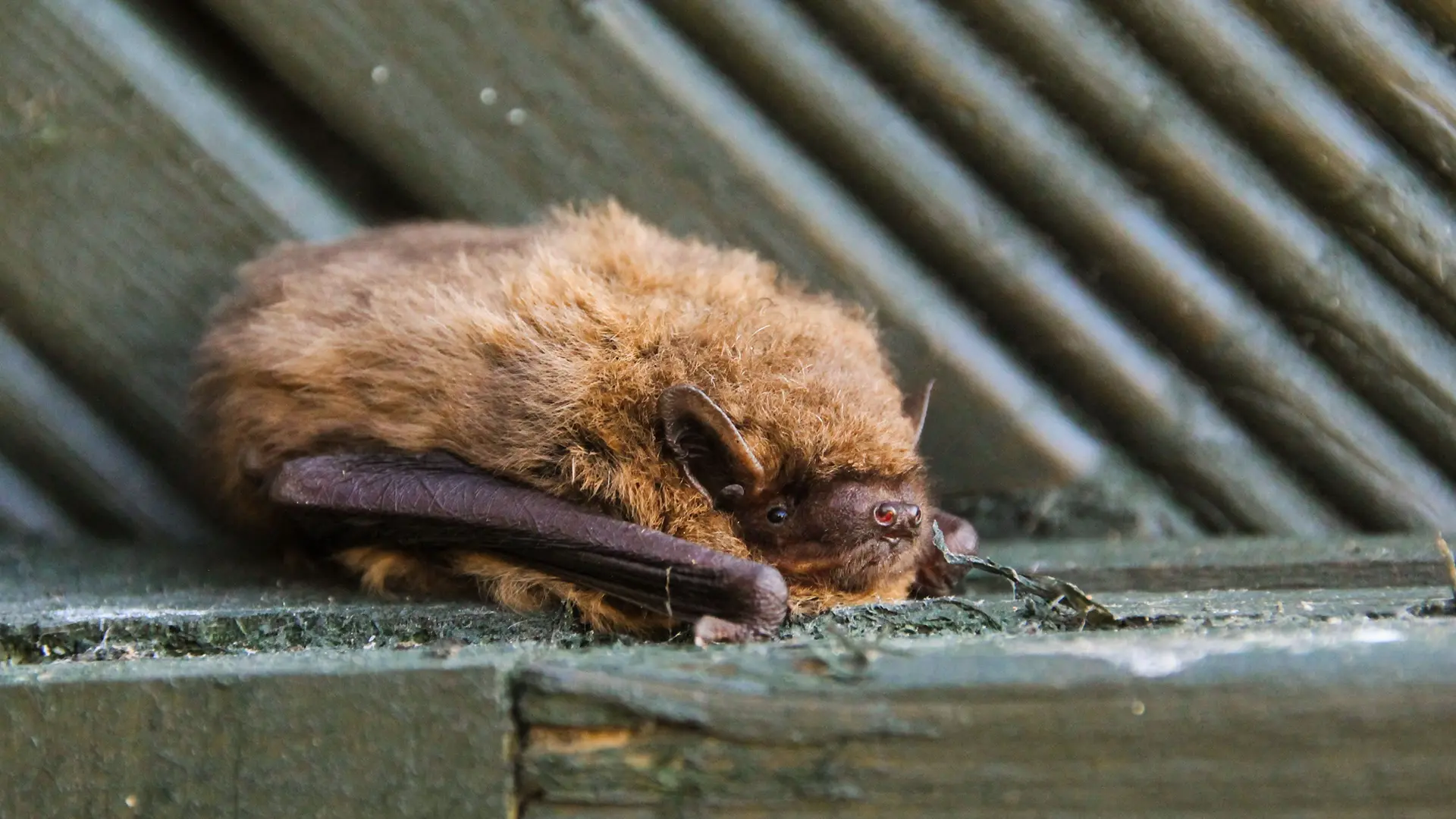 350 New Forest Homes with Protected Species Safeguards