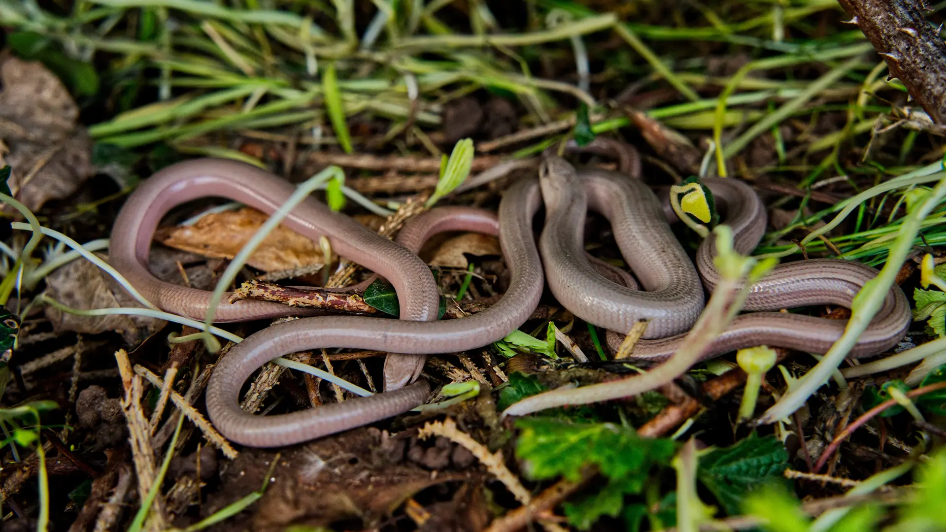Fed3 Projects Slow-Worm Translocation