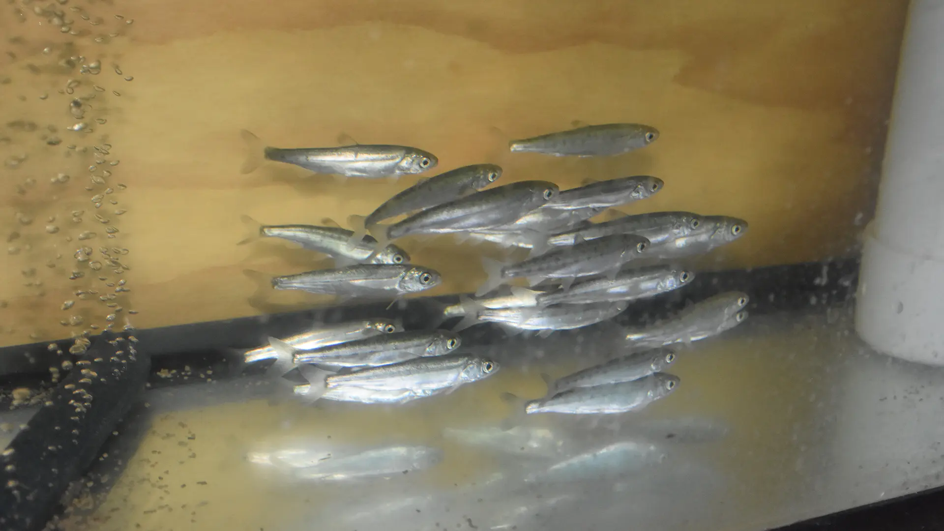 Onsite Fish Exposure Lab for EEM Compliance Case Study