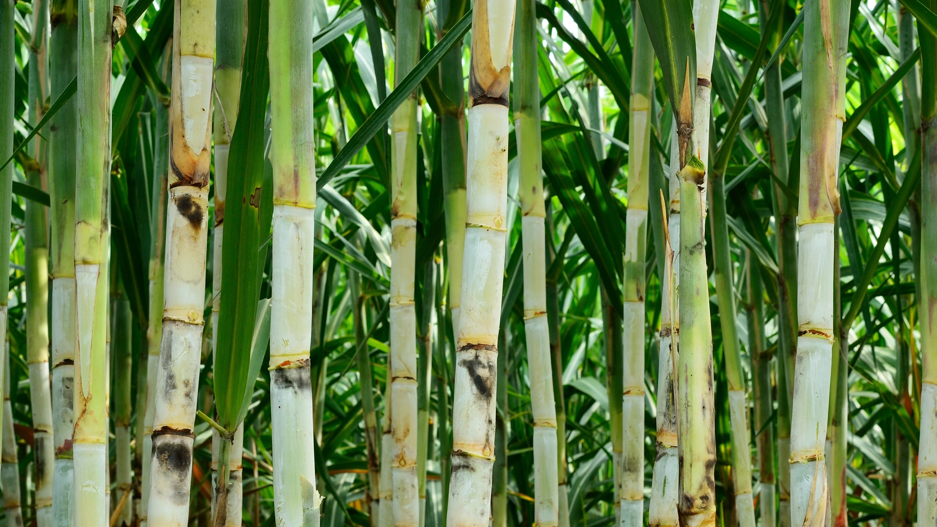 EHS Consulting for the Sugar Industry in Florida Service Sheet