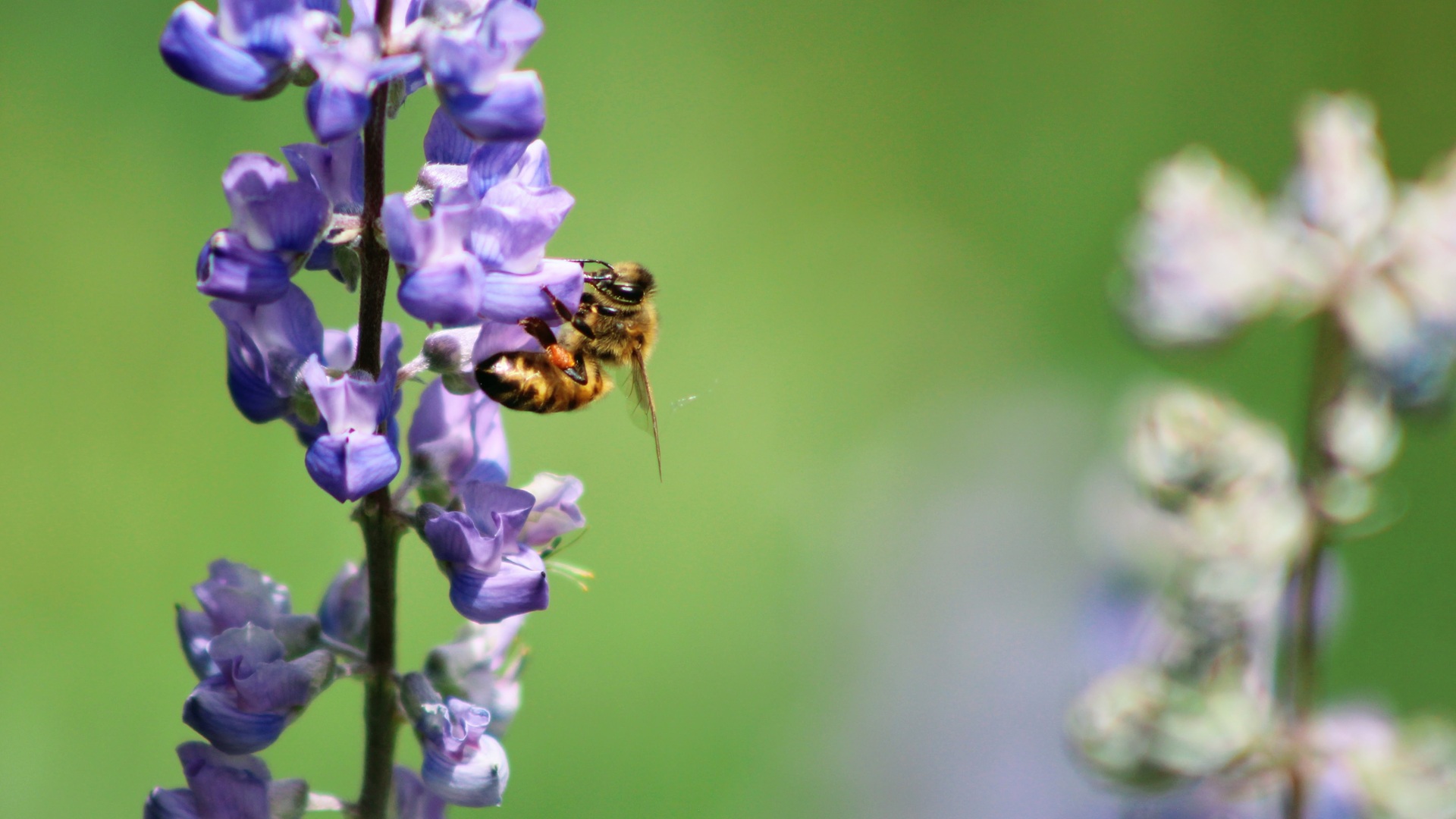 Biodiversity Offsetting & Nature-Positive Solutions