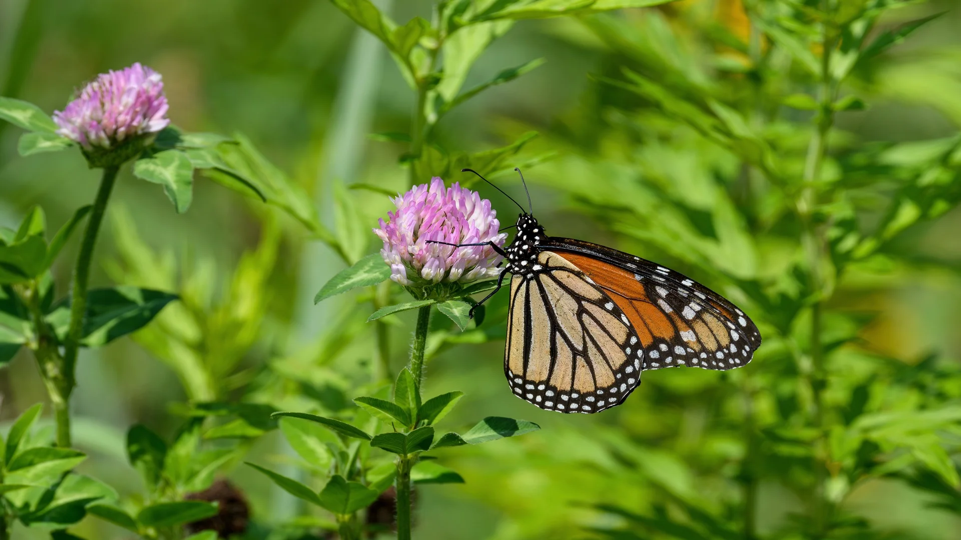 Translating Nature and Biodiversity Strategies into Action