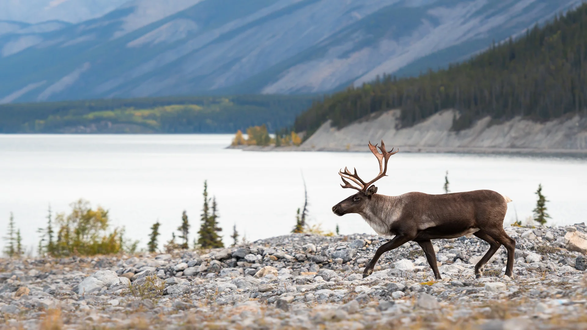 The Rising Importance of Ecological Prediction and Adaptation to Environmental Impacts