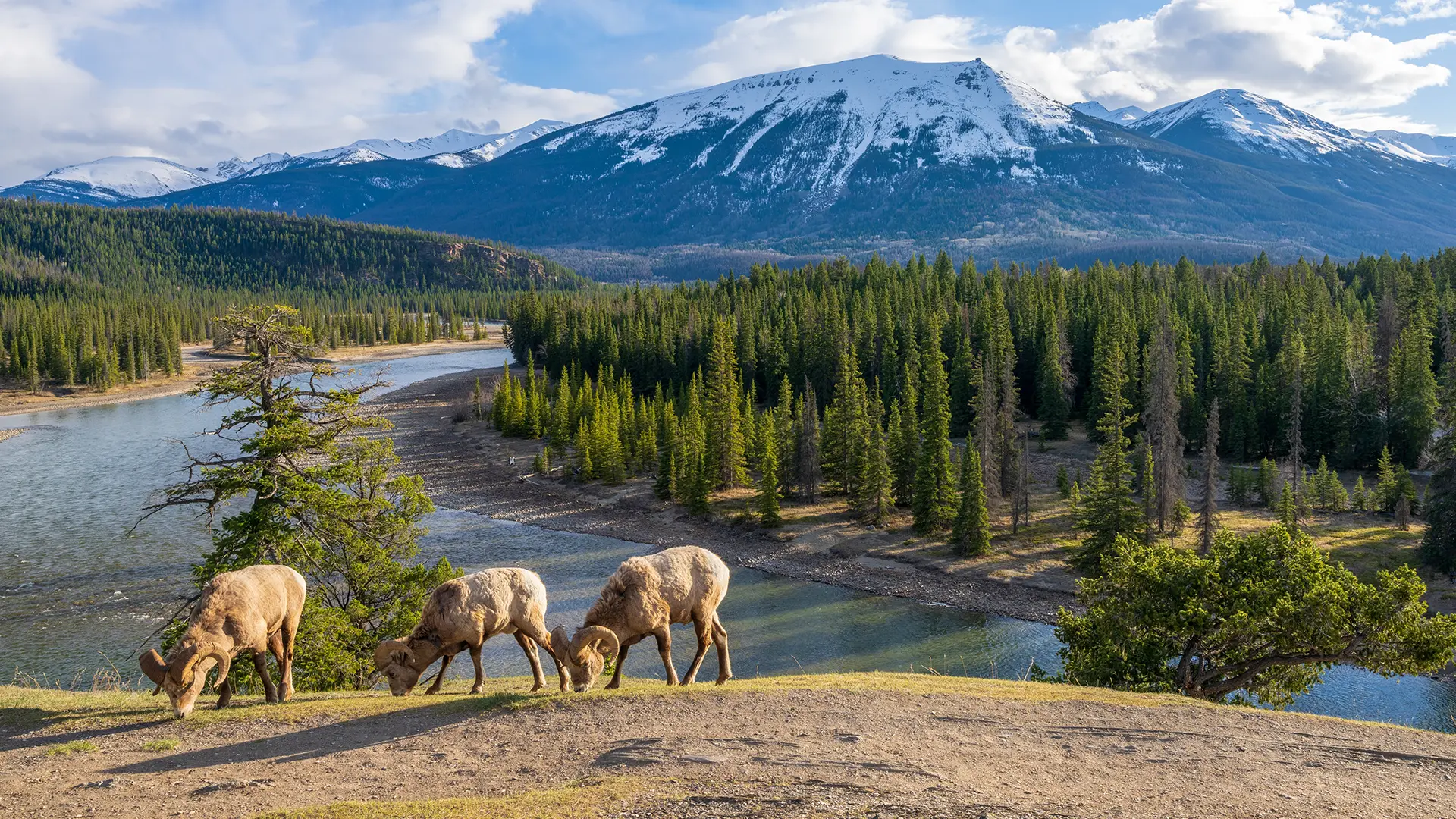 Conservation Programs