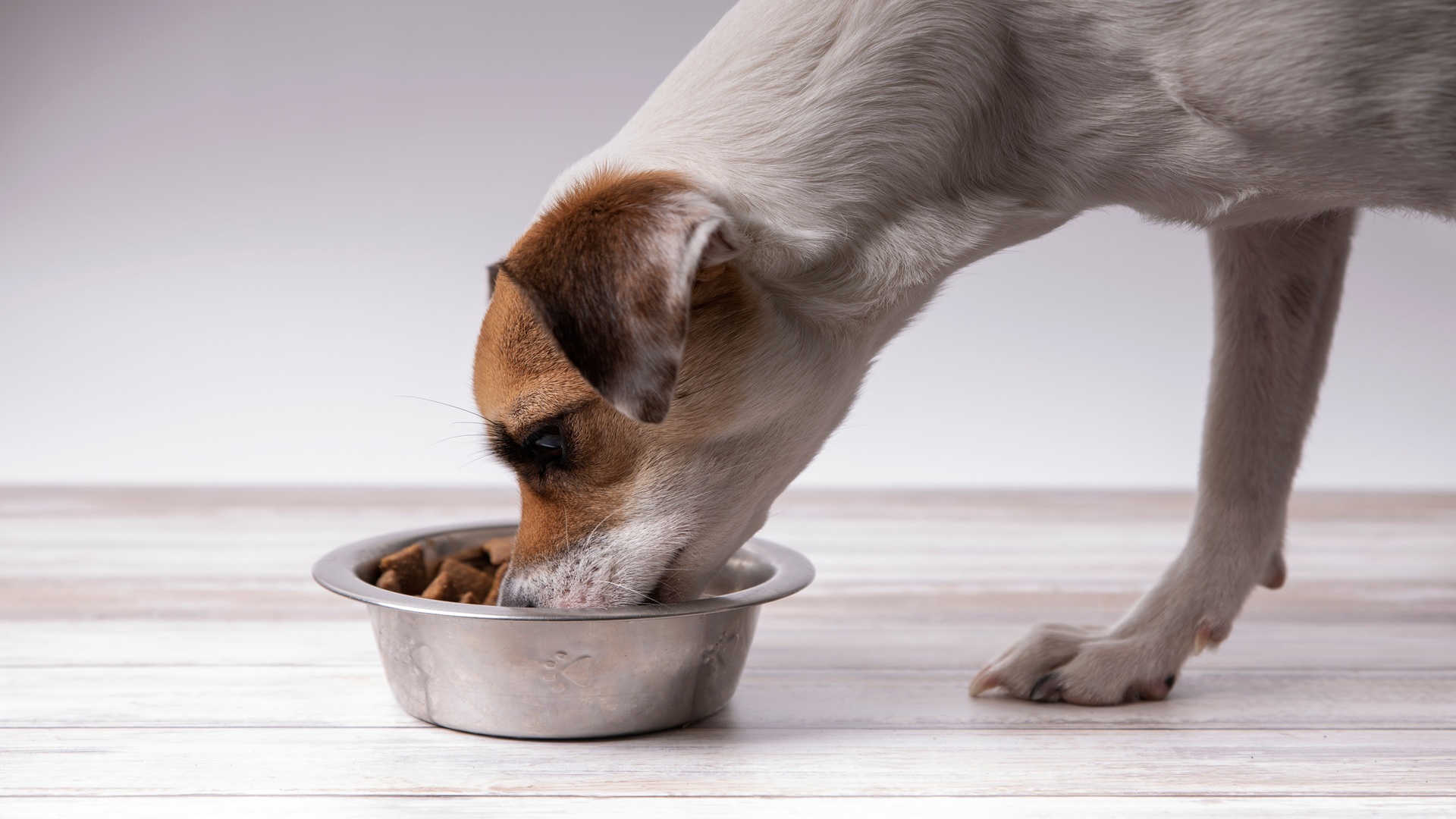 Standardized SPCC Solutions for a Global Petcare Company