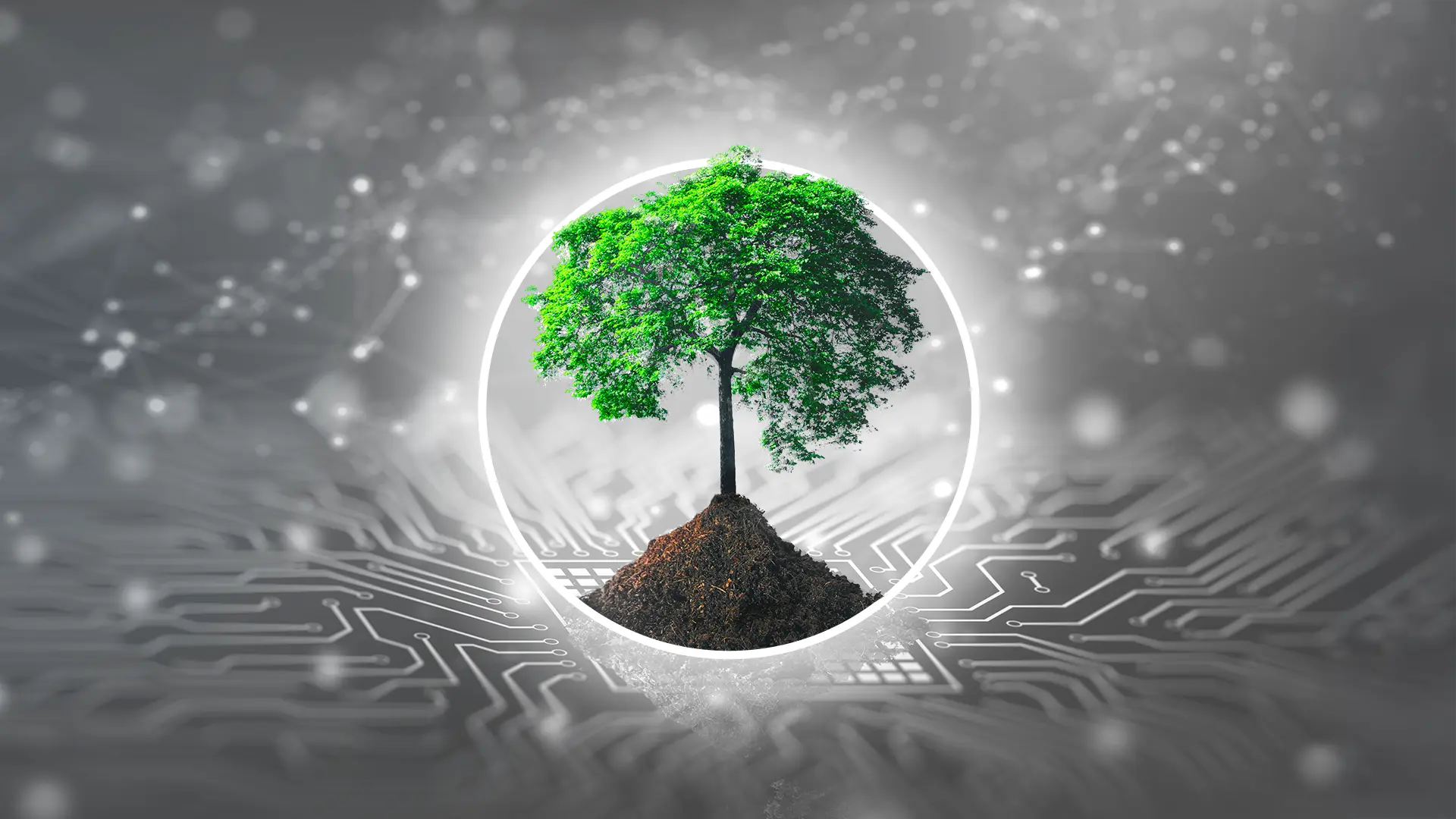 Maturity Curve for a Digitized Sustainability Program