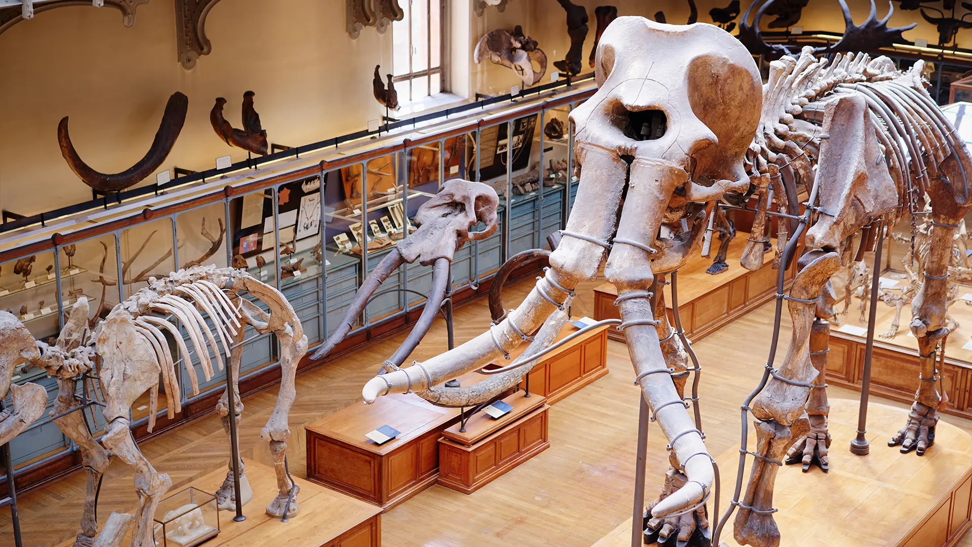 Museums, Arts & Culture