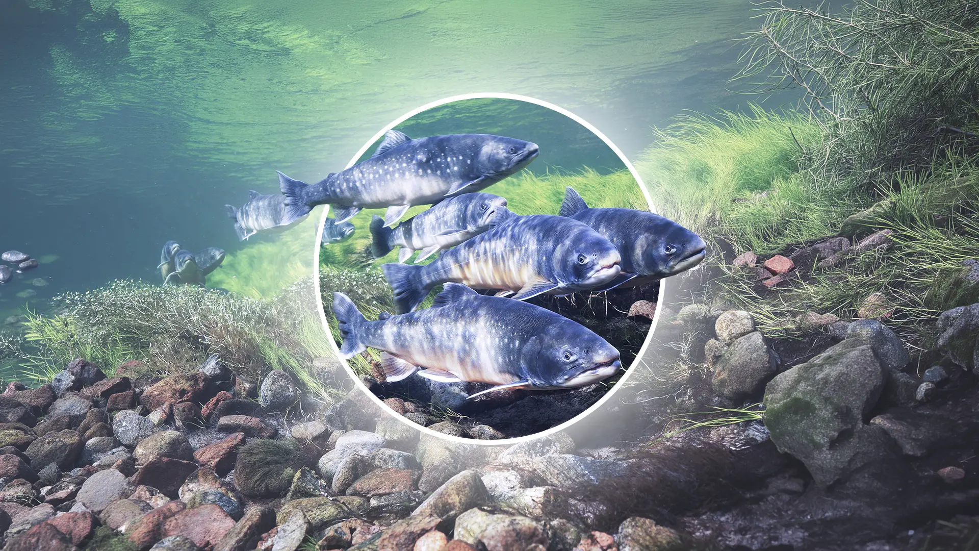 Understanding Environmental Flows