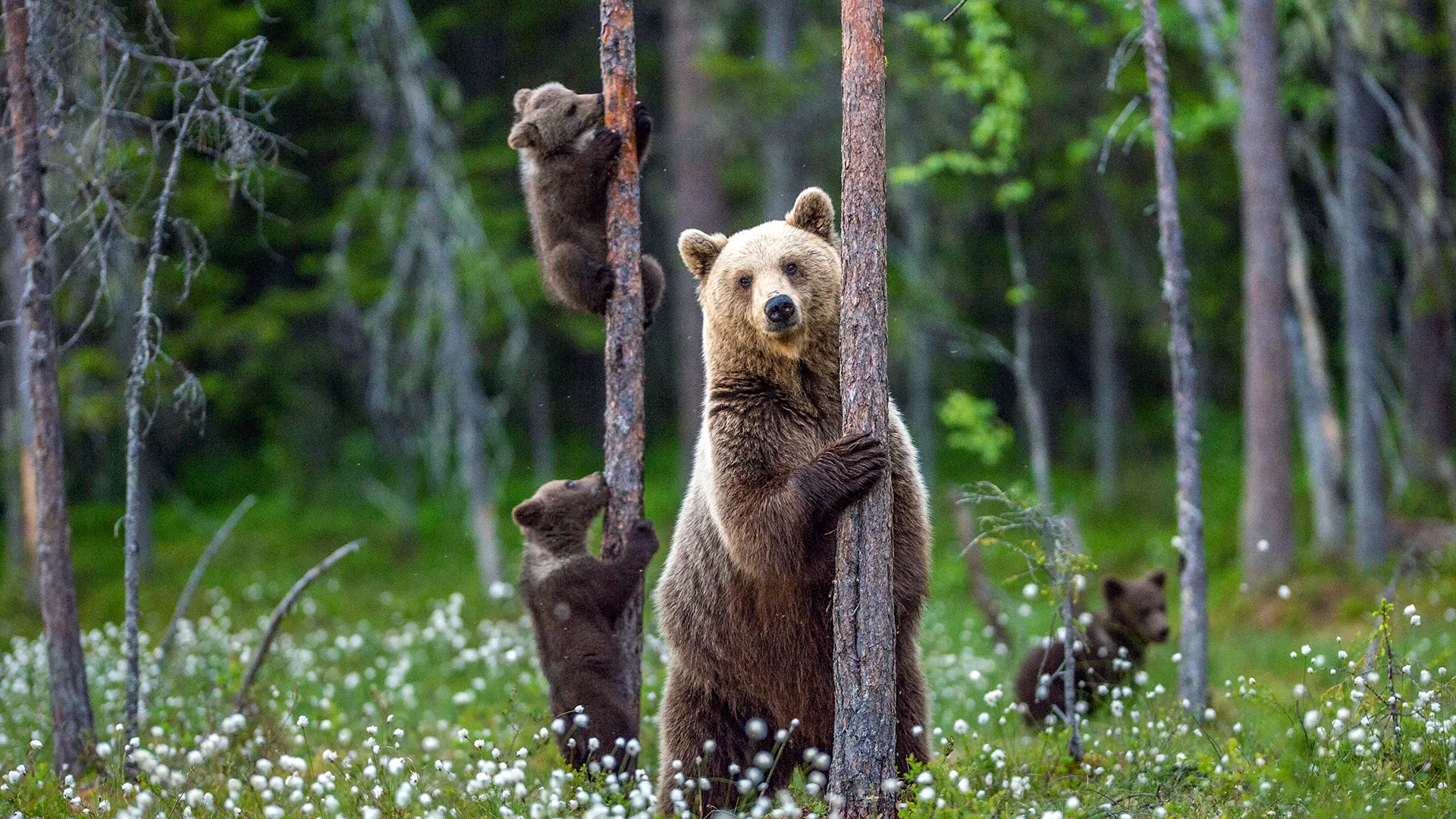 Biodiversity & Habitat Surveys
