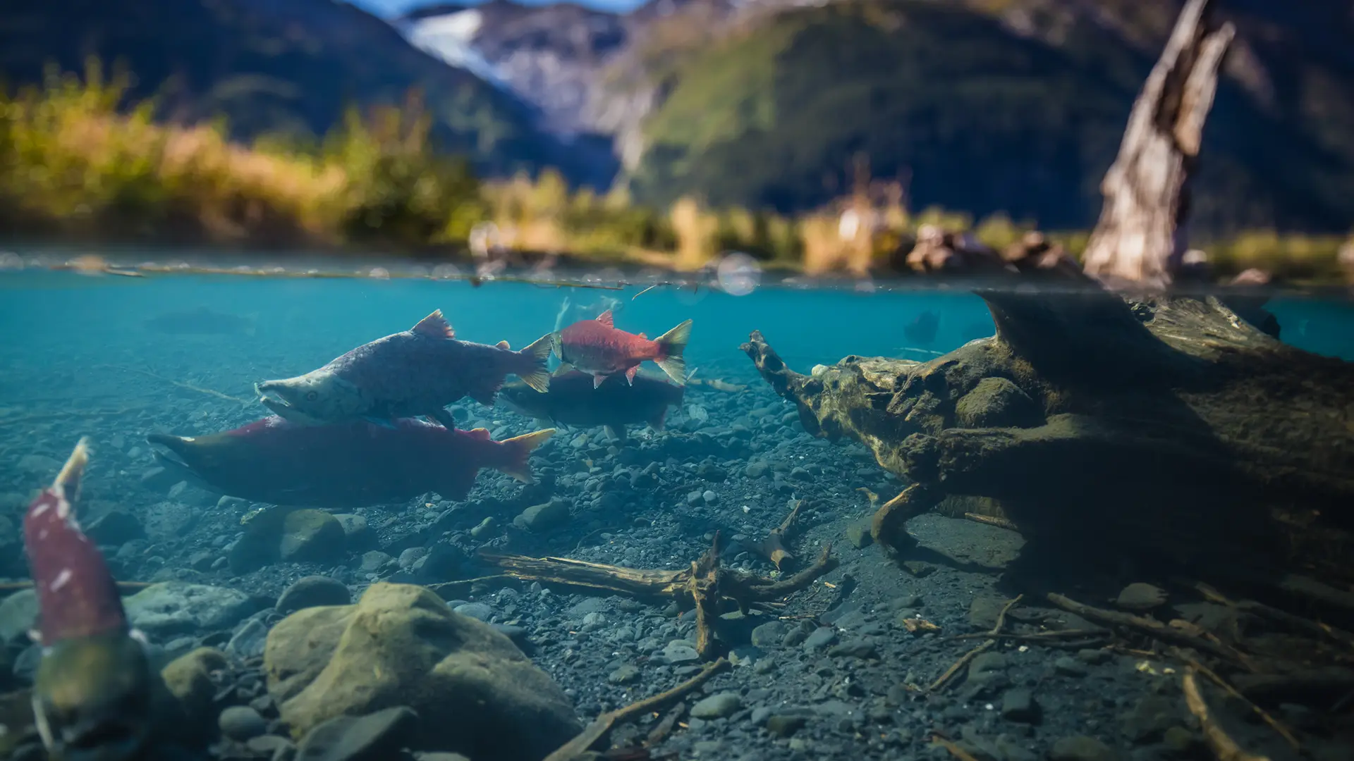 Fish & Fish Habitat Protection