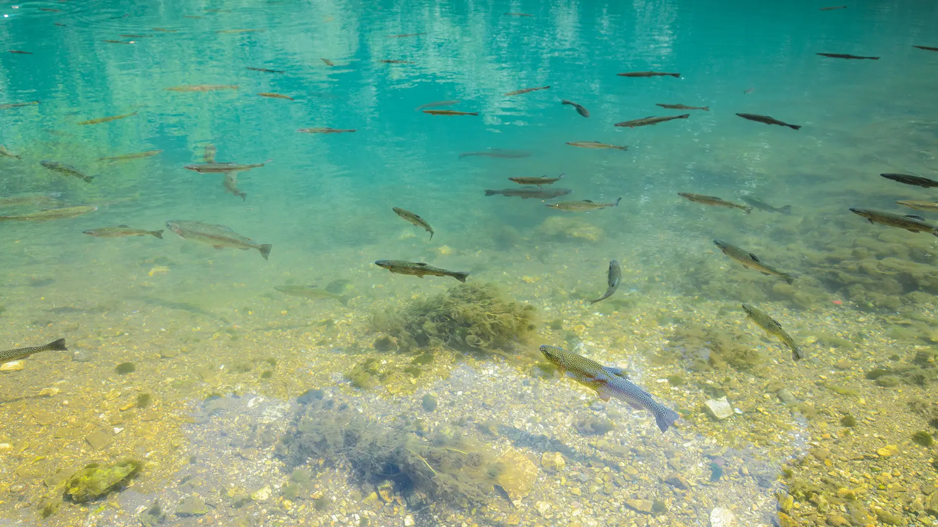 Fish Population Assessment