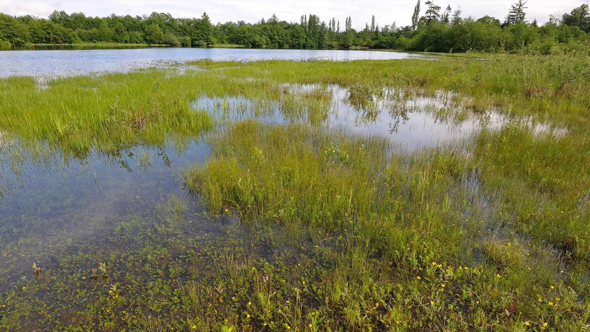 Habitat Restoration & Offsetting