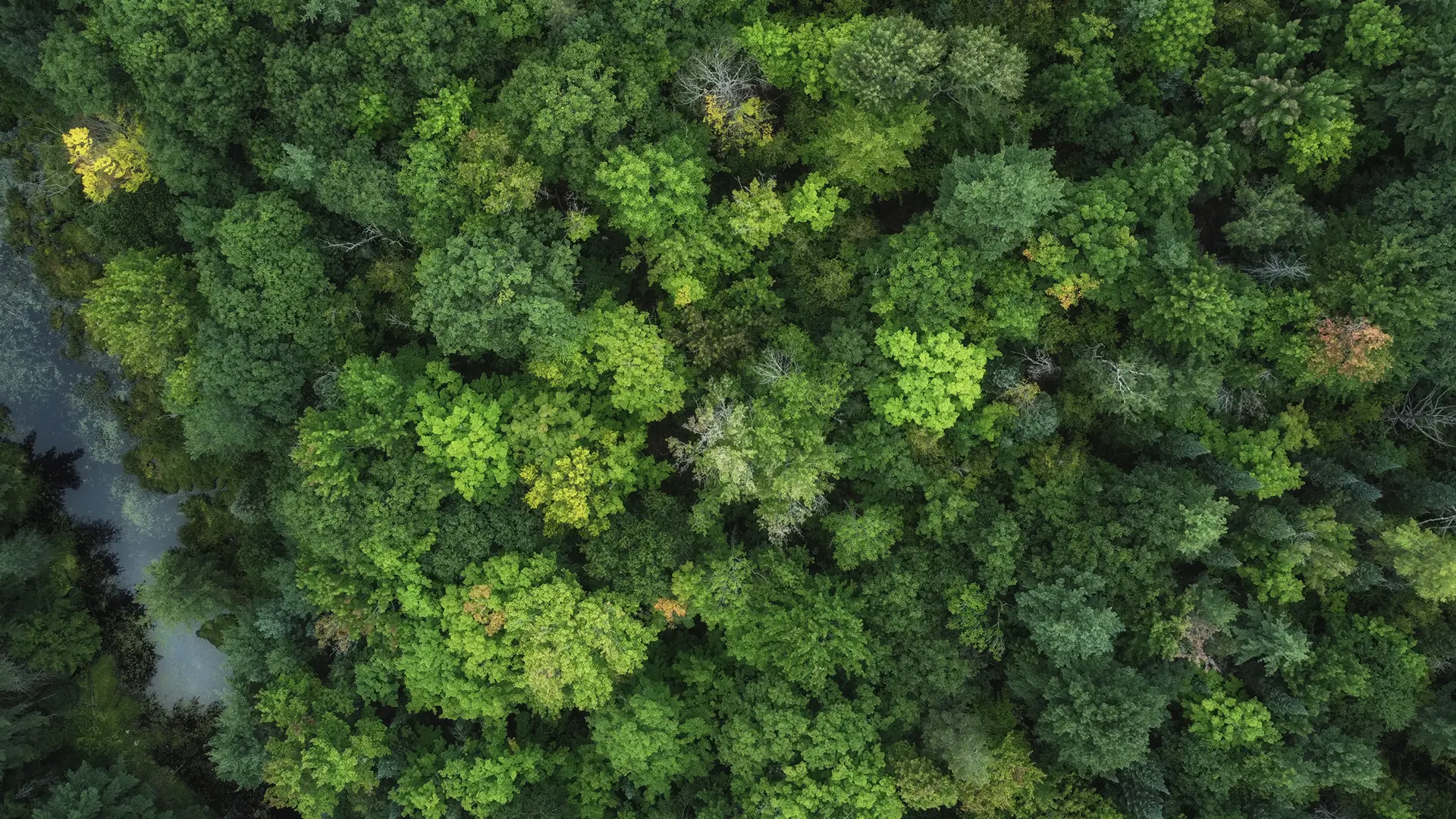 Drone-based Aerial Imaging & Mapping