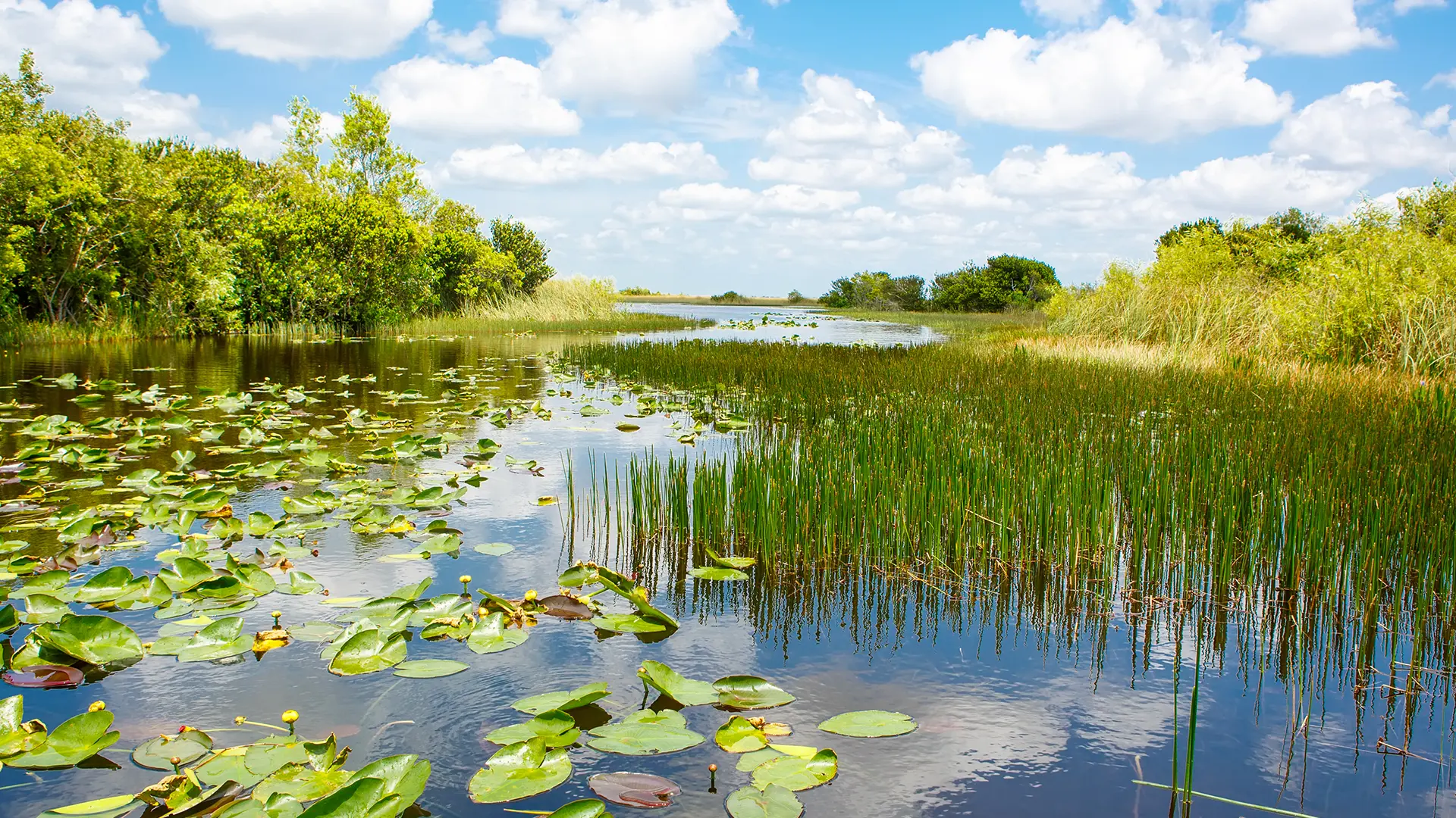 Wetland & Acquatic Resources