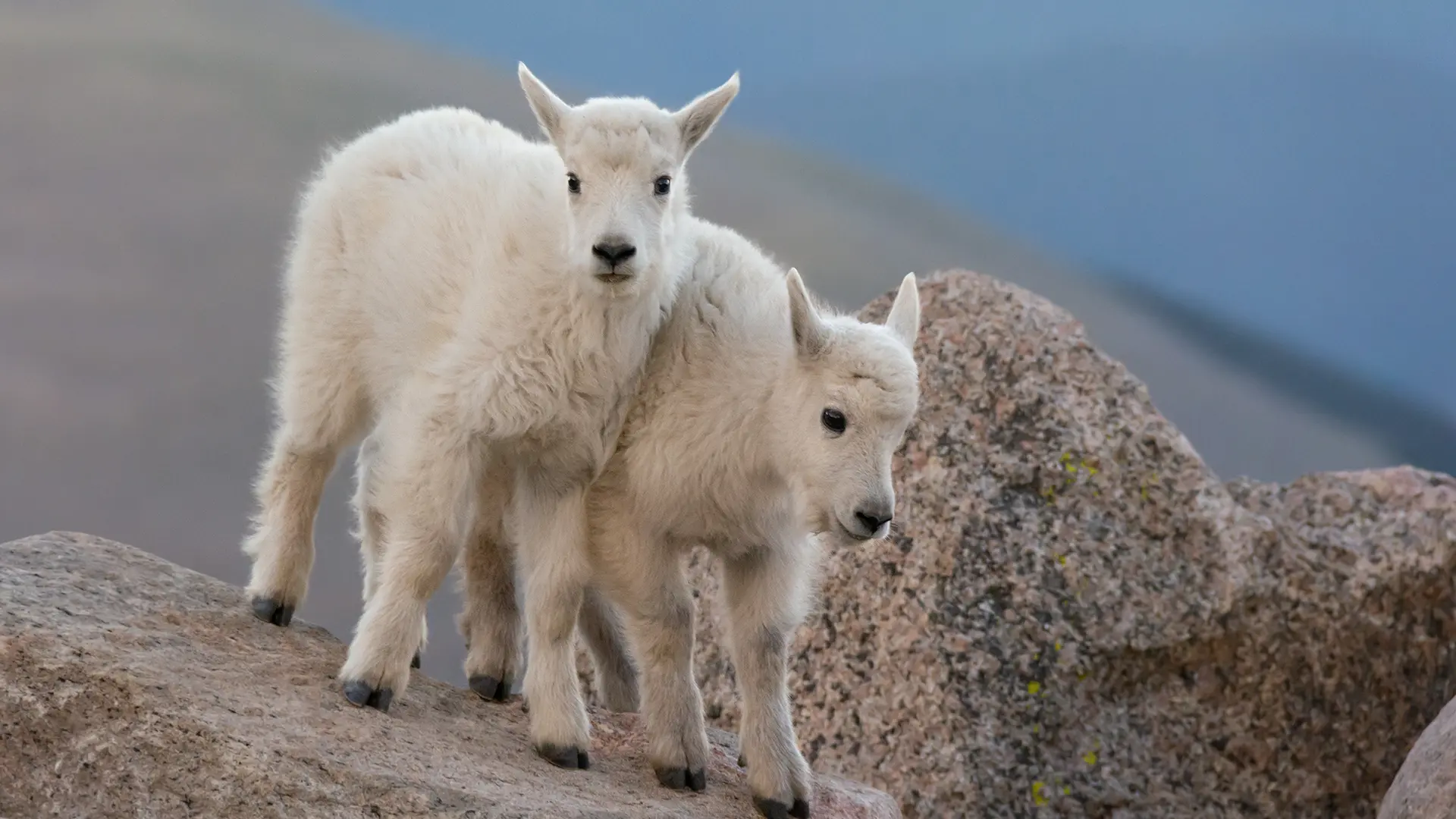 Wildlife & Terrestrial Studies