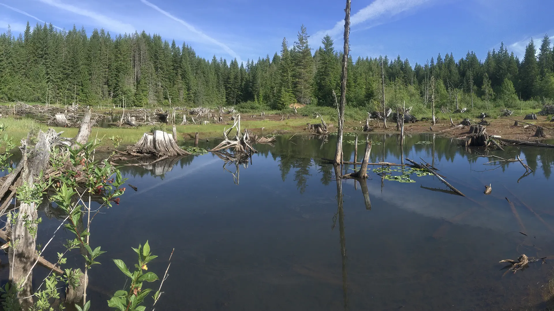 Wildlife, Terrestrial, Wetlands, Ecological, Monitoring & Research Service Sheet